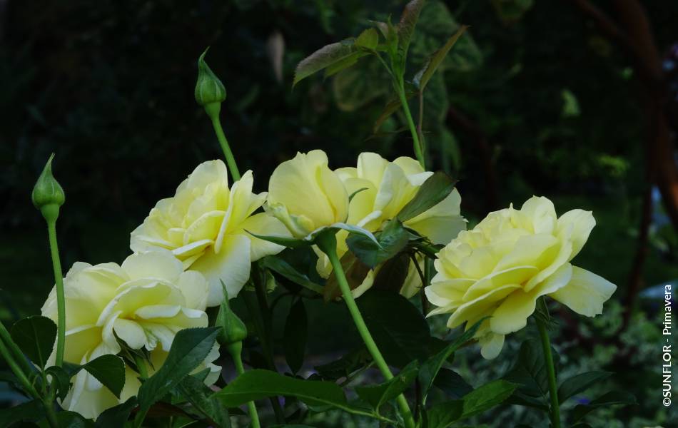 ©SUNFLOR - Primavera